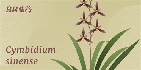 報歲蘭|蘭花的故事: Cymbidium sinense 報歲蘭